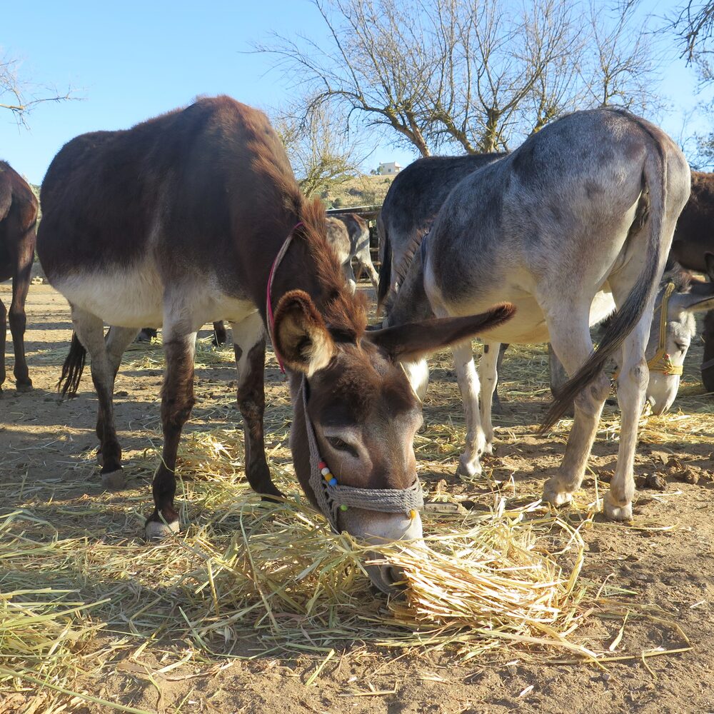 Agia Marina Donkey Rescue